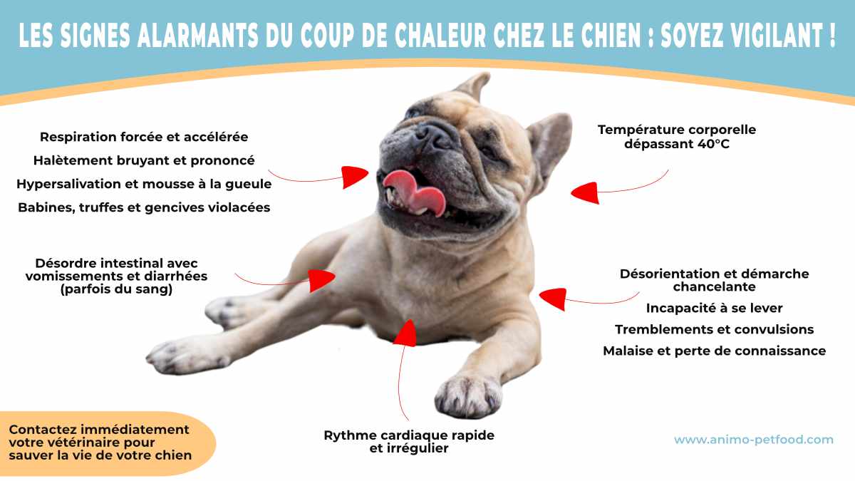 signes-alarmants-du-coup-de-chaleur-chez-le-chien